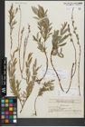 Foto von Salix repens subsp. rosmarinifolia (L.) Andersson
